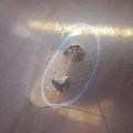 5330121040 | Капот SCION TC 04-10 - Прев'ю 3