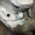 74111-SZA-A00 | Защита двигателя HONDA PILOT 08-15 - Превью 10
