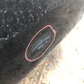 G8101-3SGMA | Четверть кузова задняя лев. NISSAN SENTRA B17 12-21 - Превью 6