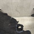 DS7Z-58278B51-B | Подкрылок задн. лев. FORD FUSION 14- - Превью 5