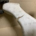 52611-48020 | Наполнитель бампера передний TOYOTA HIGHLANDER 01-07 - Превью 6