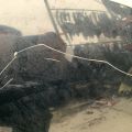 53301-47050 | Капот TOYOTA PRIUS - 30 09-17 - Прев'ю 6