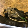 81145-47430 | Фара прав. TOYOTA PRIUS PLUS 11-14 - Прев'ю 6