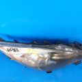 BBM6-51-031F | Фара прав. MAZDA 3 BL 09-13 - Прев'ю 5
