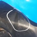 524110R010 | Юбка бампера передн. TOYOTA RAV4 13-19 - Превью 6