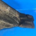 CP9Z-58278B51-A | Подкрылок задн. лев. FORD FOCUS 10-18 - Превью 4