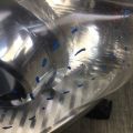 81150-08030 | Фара лев. TOYOTA SIENNA 11-16 - Превью 15