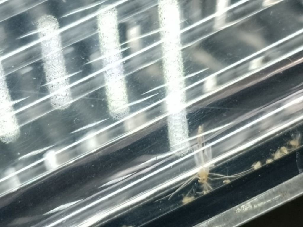 8331A005 | Фонарь внутренний лев. MITSUBISHI OUTLANDER XL 05-13 - Фото 4