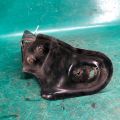 L207-56-04XA | Кріплення акумулятора MAZDA CX-9 06-16 - Прев'ю 5