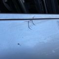 H010M-JK6MA | Дверь передн. прав. INFINITI G25/G35/G37/Q40 06-14 - Превью 10
