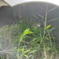61601-47080 | Чверть кузова задня права TOYOTA PRIUS - 30 09-17 - Прев'ю 3